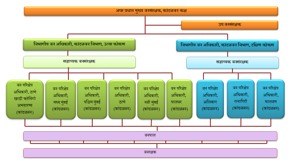 Organisation structure of Mangrove Cell
